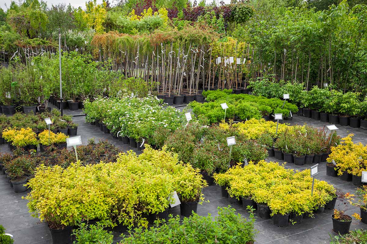 A horizontal image of a selection of potted shrubs for sale at a plant nursery.