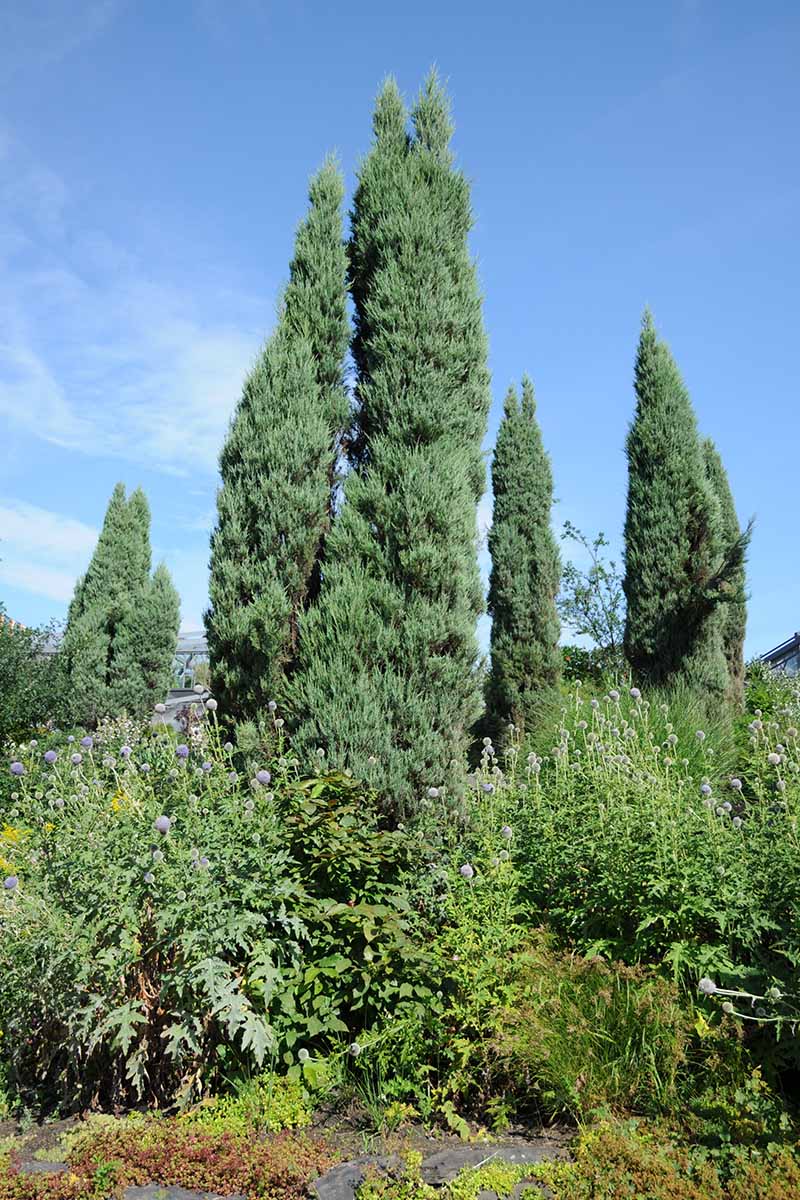 A vertical photo of several tall Skyrocket junipers in the center of the frame, surrounded by smaller junipers to either side and small shrubs in the foreground.