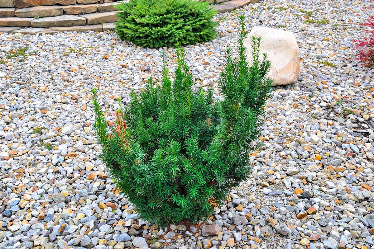 A close up horizontal image of a young Hicks yew plant growing in a garden border surrounded by stones.
