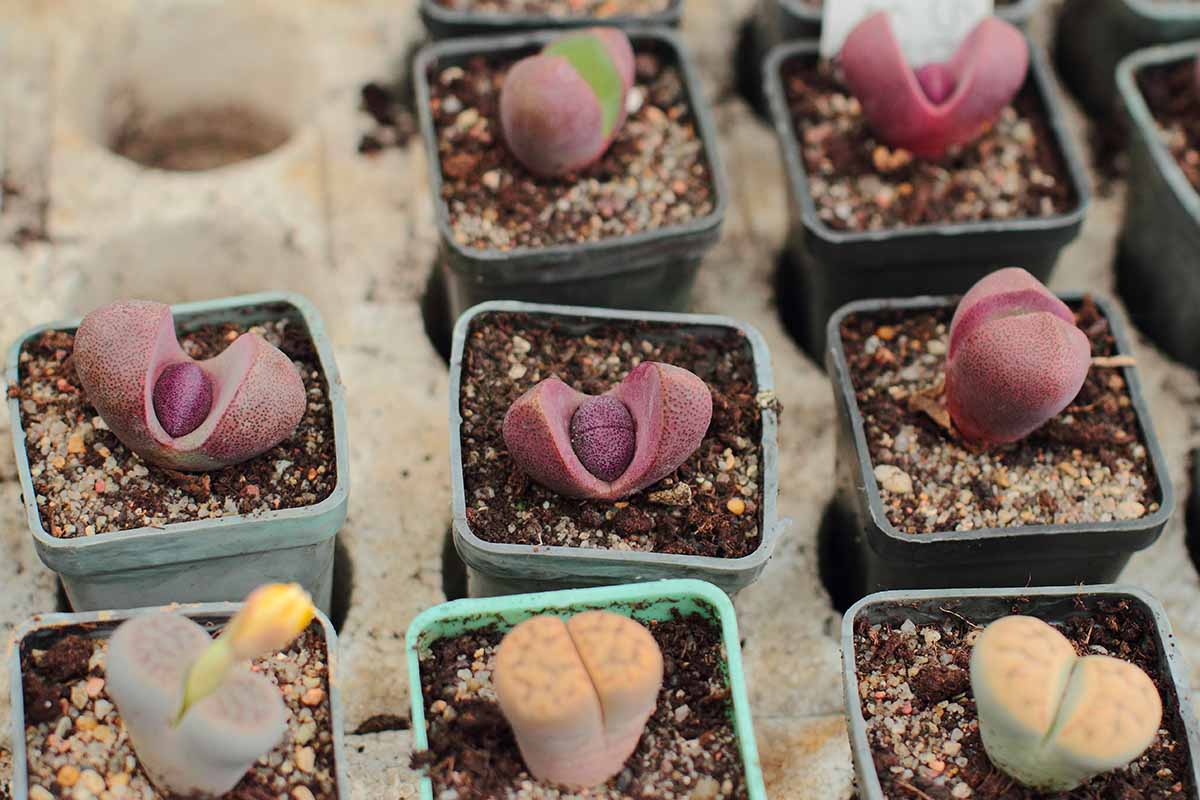 A horizontal image of a selection of lithops succulents growing in small pots.