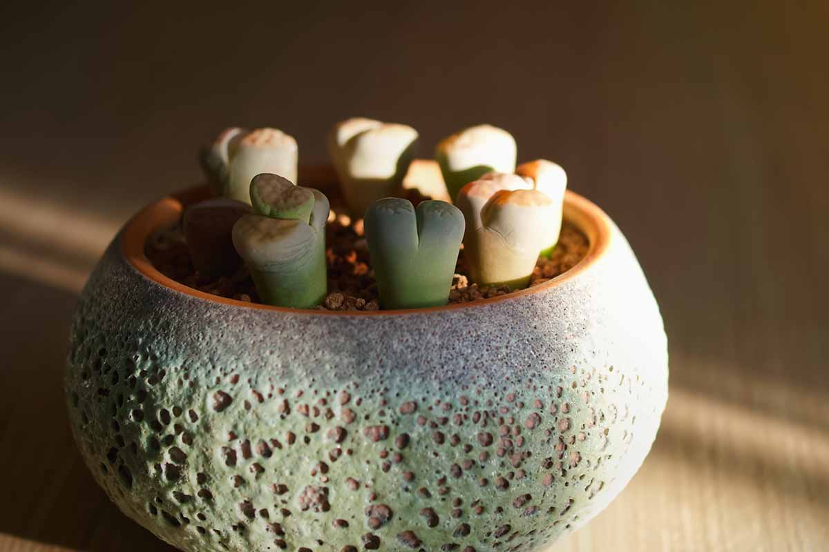 A close up horizontal image of lithops plants growing in a small clay pot in a dark area indoors, set on a wooden surface.