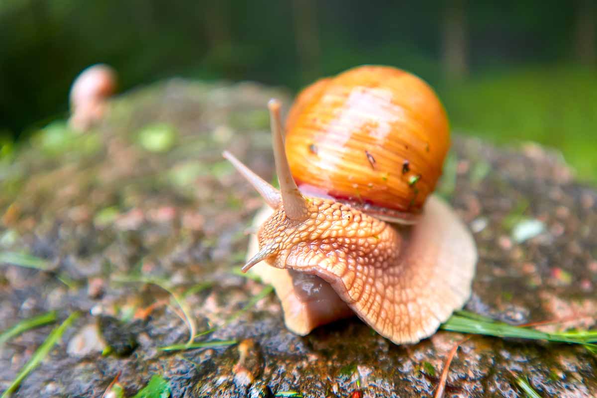 A closeup horizontal image of a Roman snail oozing along a slimy surface outdoors.