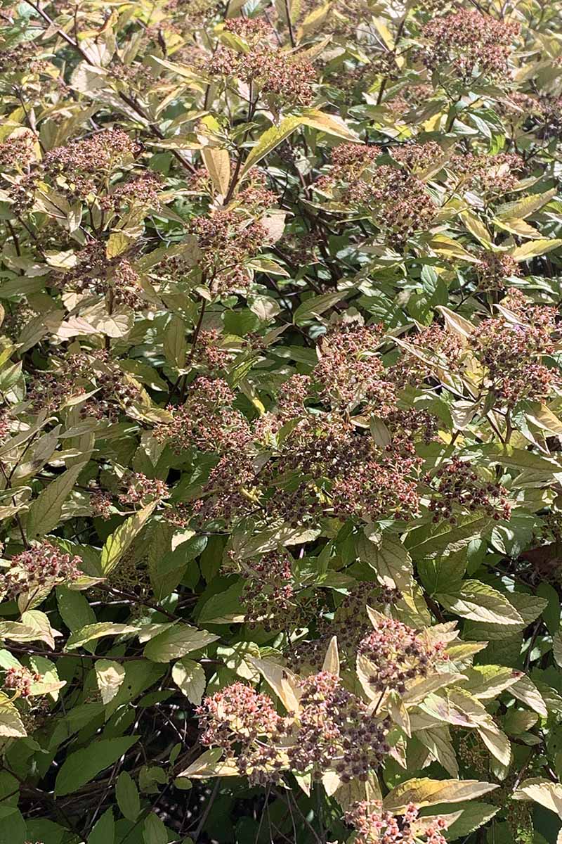 A close up vertical image of spent blooms on a Japanese spirea shrub.