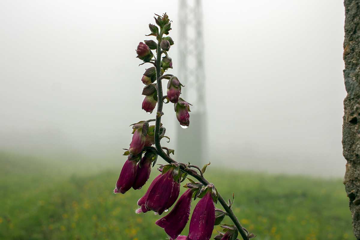 A horizontal image of a single stem of dark pink foxglove blooms in the mist with rain droplets coming off of the flowers.