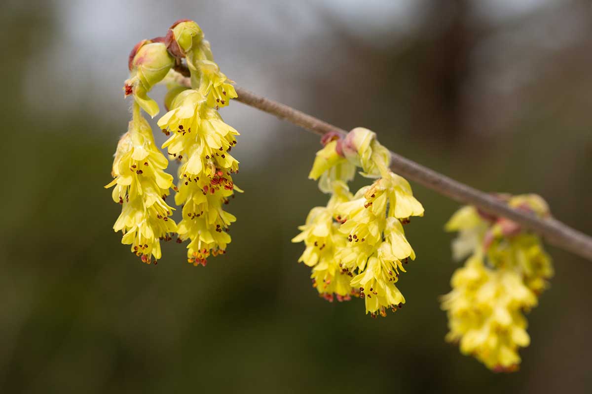 A horizontal close-up of yellow Corylopsis spicata (winterhazel) flowers growing from a branch outside.