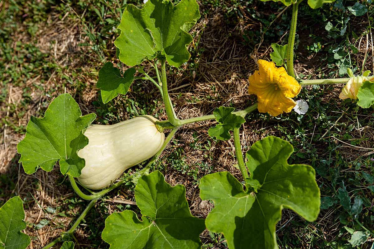 A horizontal close up shot of a butternut squash plant growing in garden soil. On the vine is a not quite ripe squash and a bright yellow squash blossom.