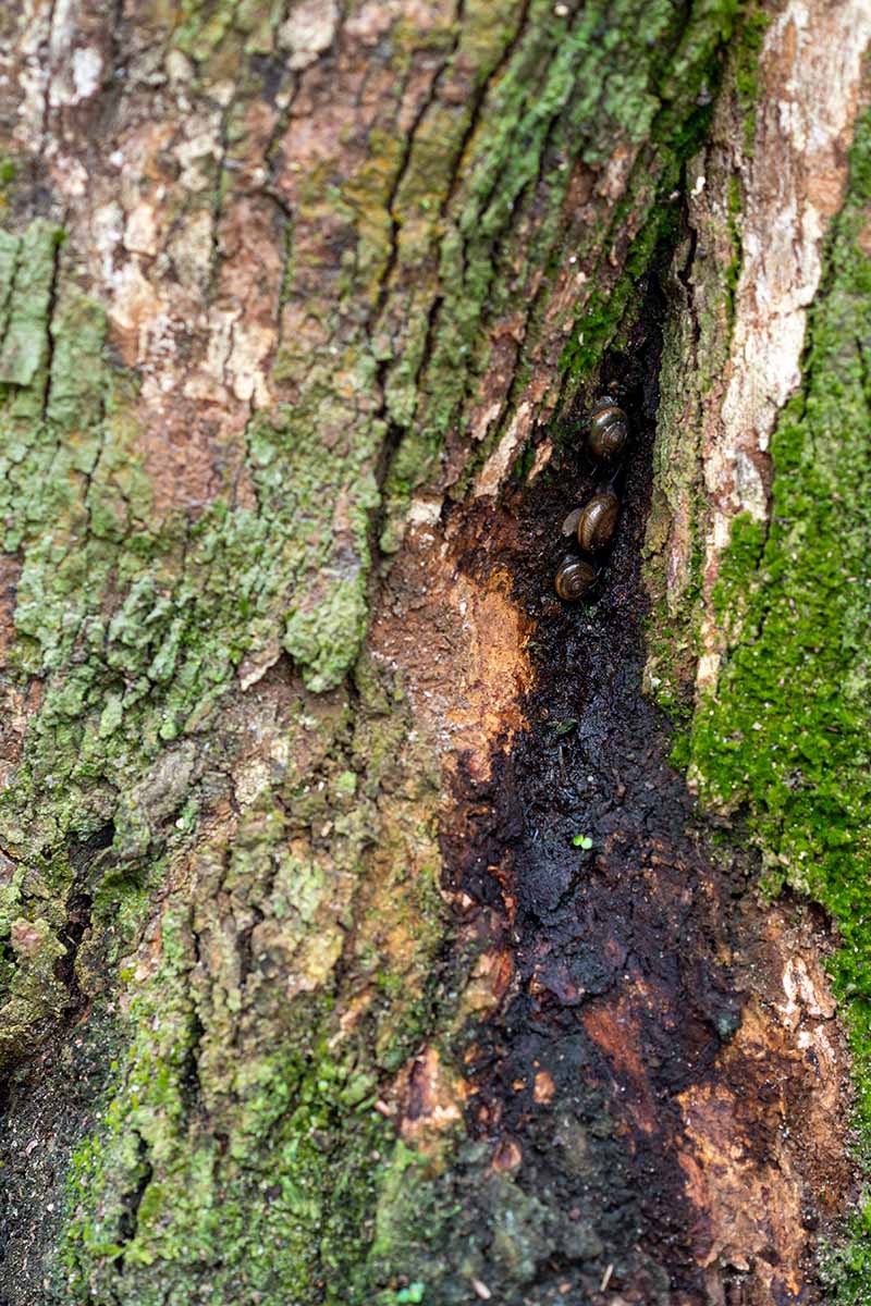 A vertical closeup of the damage caused to a tree's root system by  Phytophthora rot.