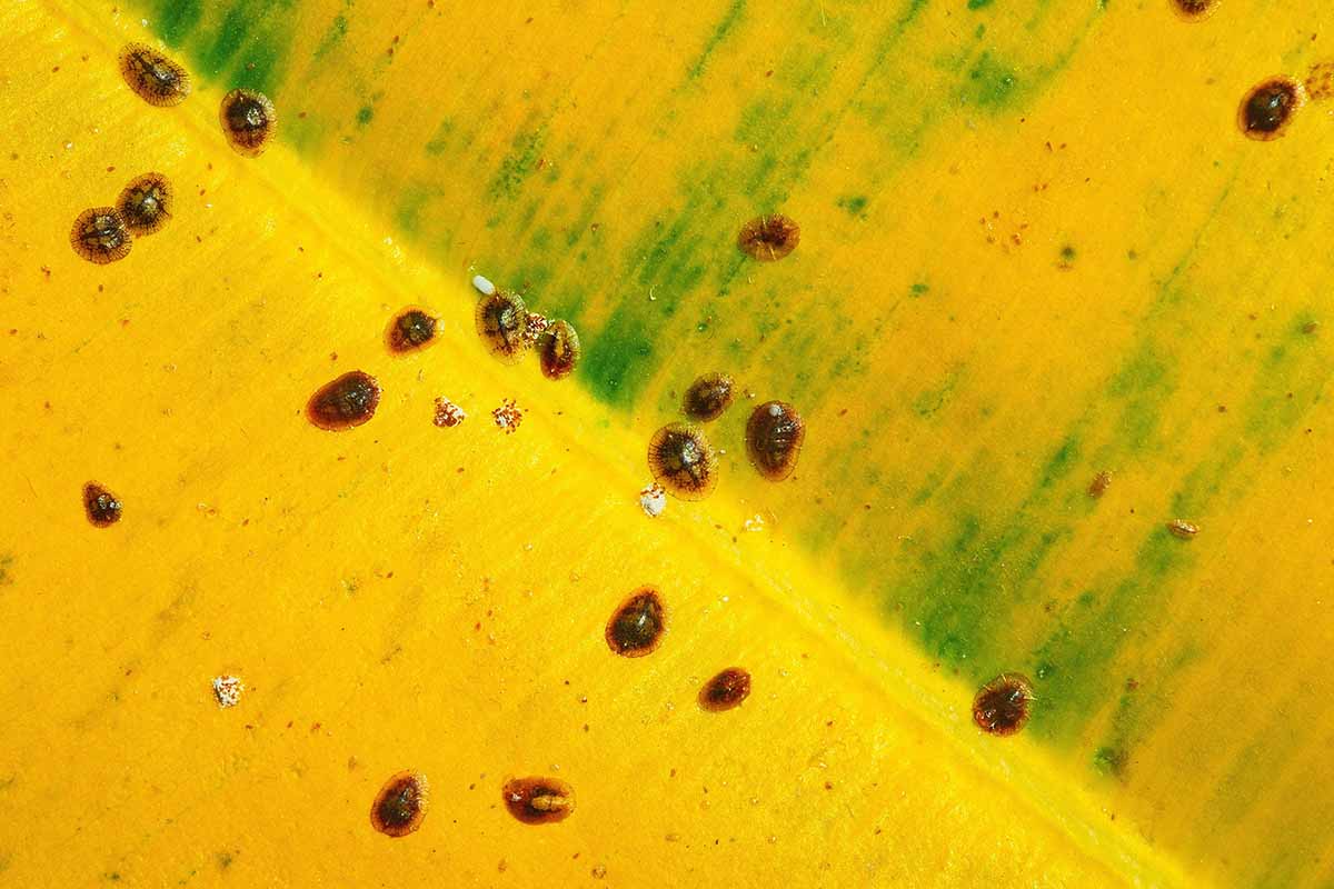 A horizontal close up of a yellowed ficus leaf covered with several small black insects.