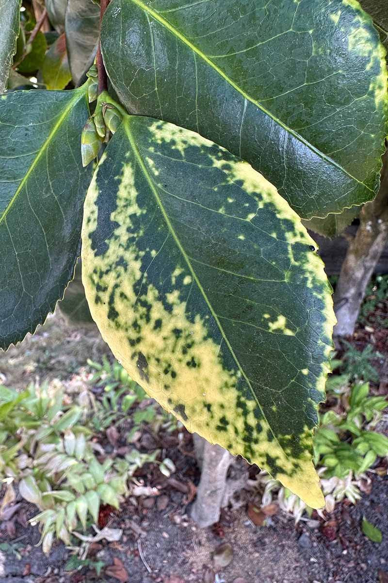A close up vertical image of a yellowing camellia leaf indicating a viral infection.