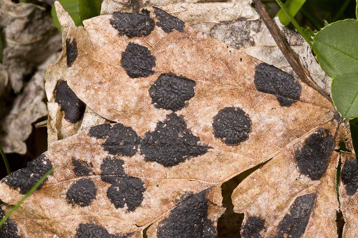 A horizontal close up shot of tar spot on the leaf of sycamore.