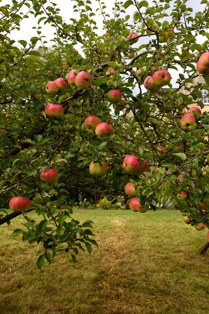 Vertical image of red apples growing on a branch of a tree with green leaves, with a patchy brown and green lawn.