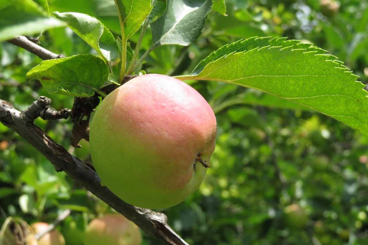 A pale yellow apple with a blush of pink on the top where the sun is shining on it, growing on a dark brown branch with large green leaves.