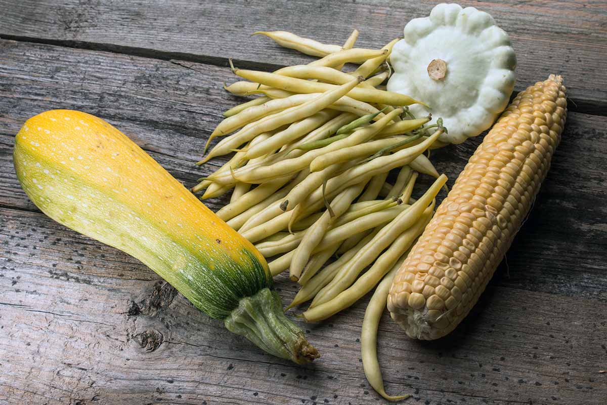A horizontal close up of a yellow squash, a bunch of yellow pole beans, a small white squash and an ear of Indian corn grouped together on a rustic wooden table.