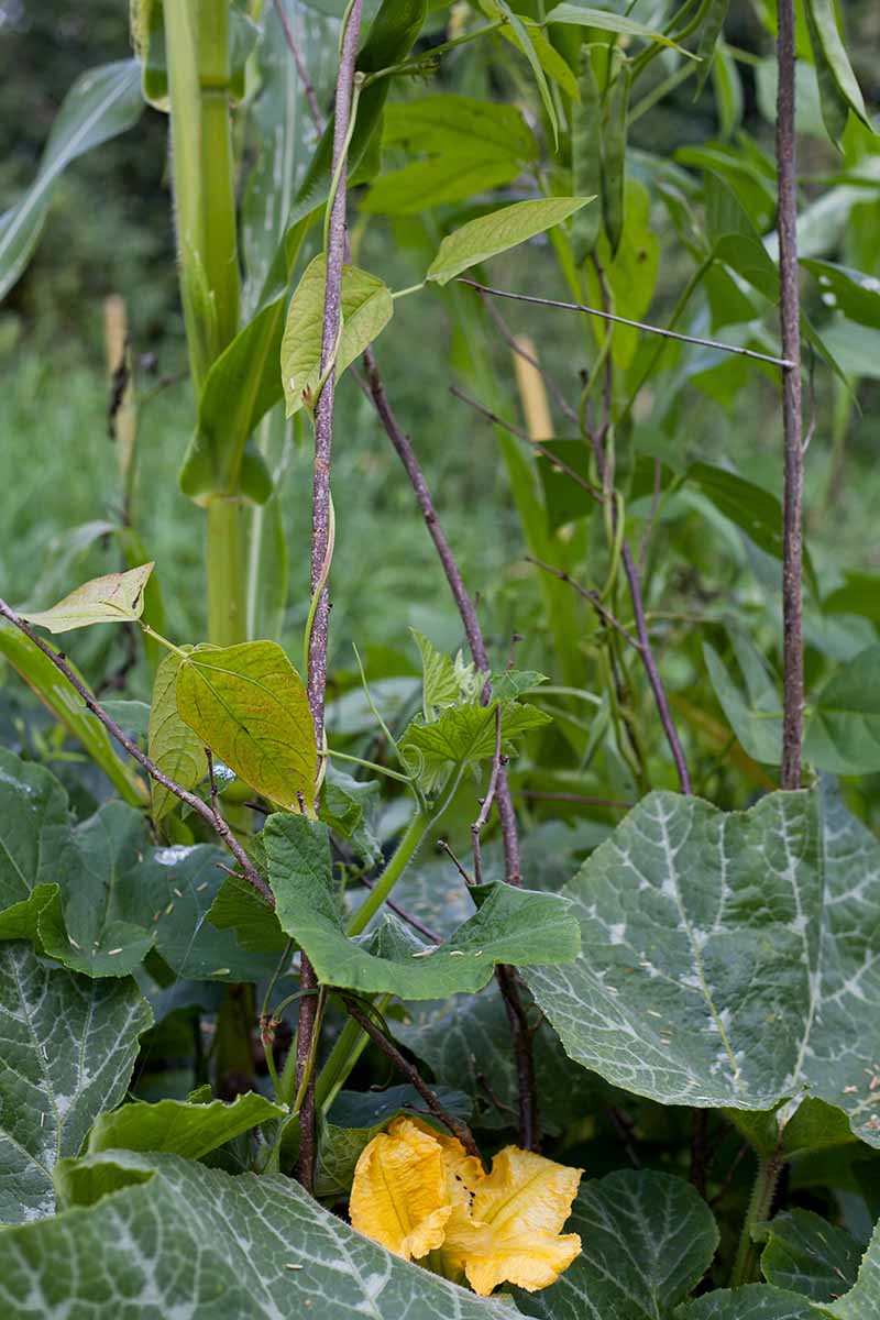 A vertical photo of three sisters companion planting with bean plants with green pods climbing corn a corn stalk. Squash plants are growing along the ground in the garden.