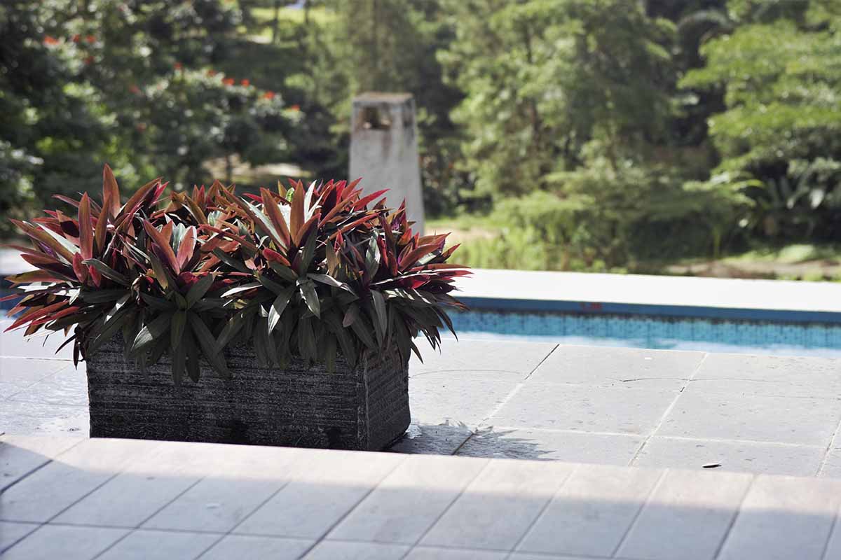 A horizontal shot of a dark red Hawaiian ti (Cordyline fruticosa) growing in a planter box on a patio next to an outdoor pool.