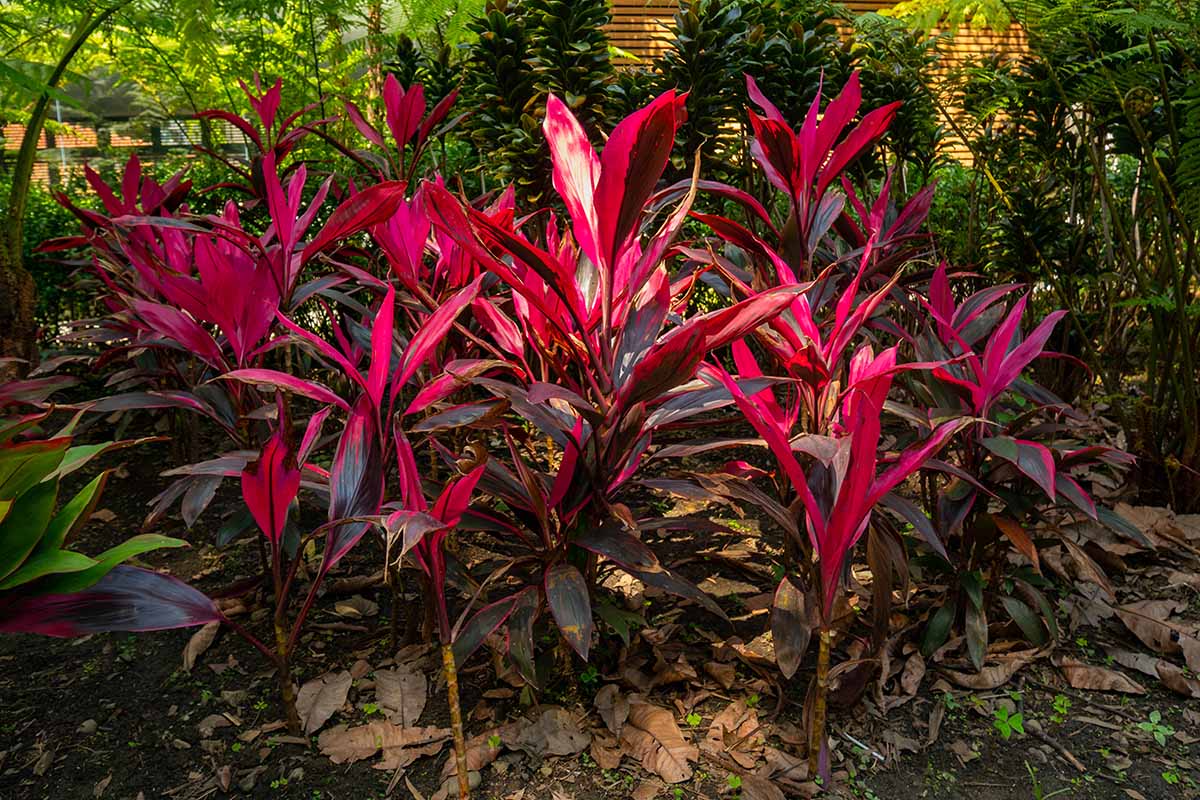 A horizontal shot of a grouping of pink and purple Cordyline fruticosa (aka Hawaiian ti) plants under the shade of trees in an outdoor garden.