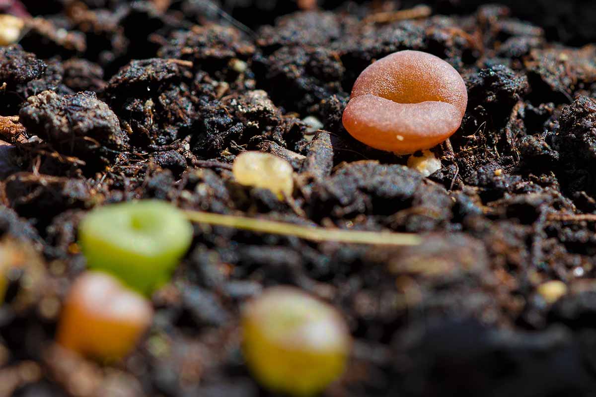 A close up horizontal image of small lithops seedlings growing in dark, rich soil.