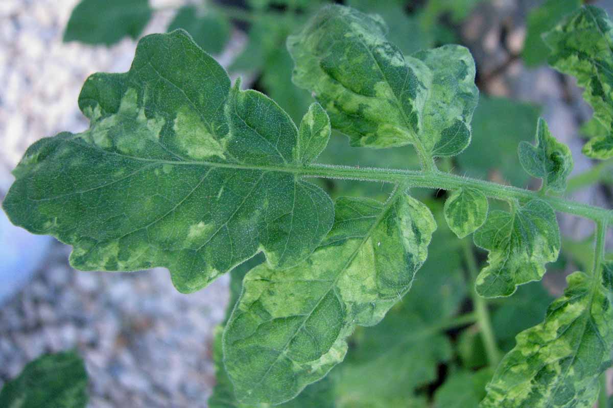 A close up horizontal image of the symptoms of tomato mosaic virus on foliage.