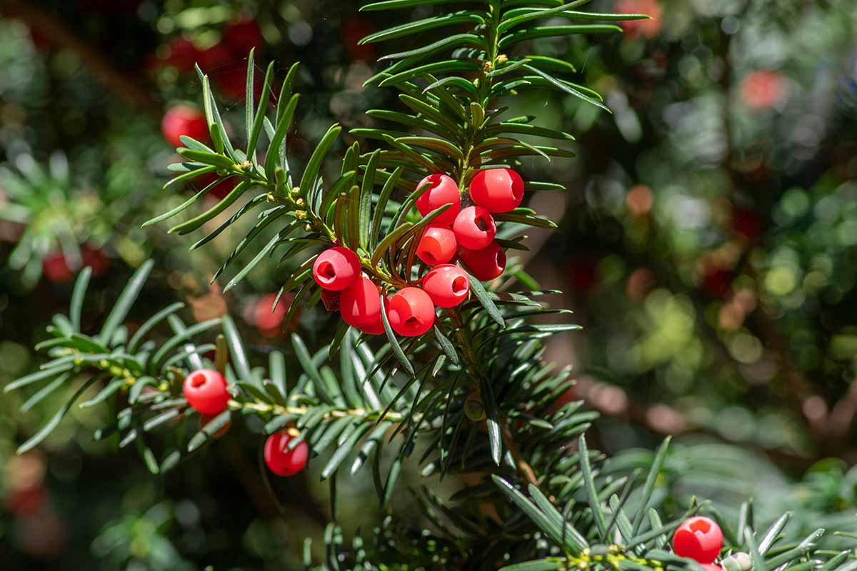 A close up horizontal image of the red berries and green foliage of European yew, a highly toxic plant.