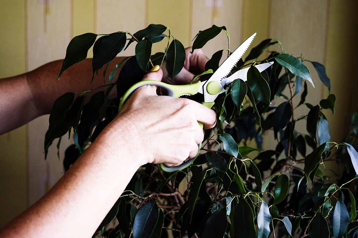 A horizontal shot of a woman's hands with kitchen shears trimming the ends of a weeping fig plant.