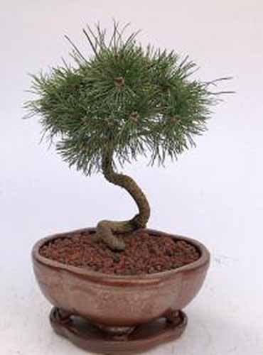 A vertical shot of a mugo bonsai tree with a twisted trunk planted in a low, brown pottery bowl. The tree is set against a white background.