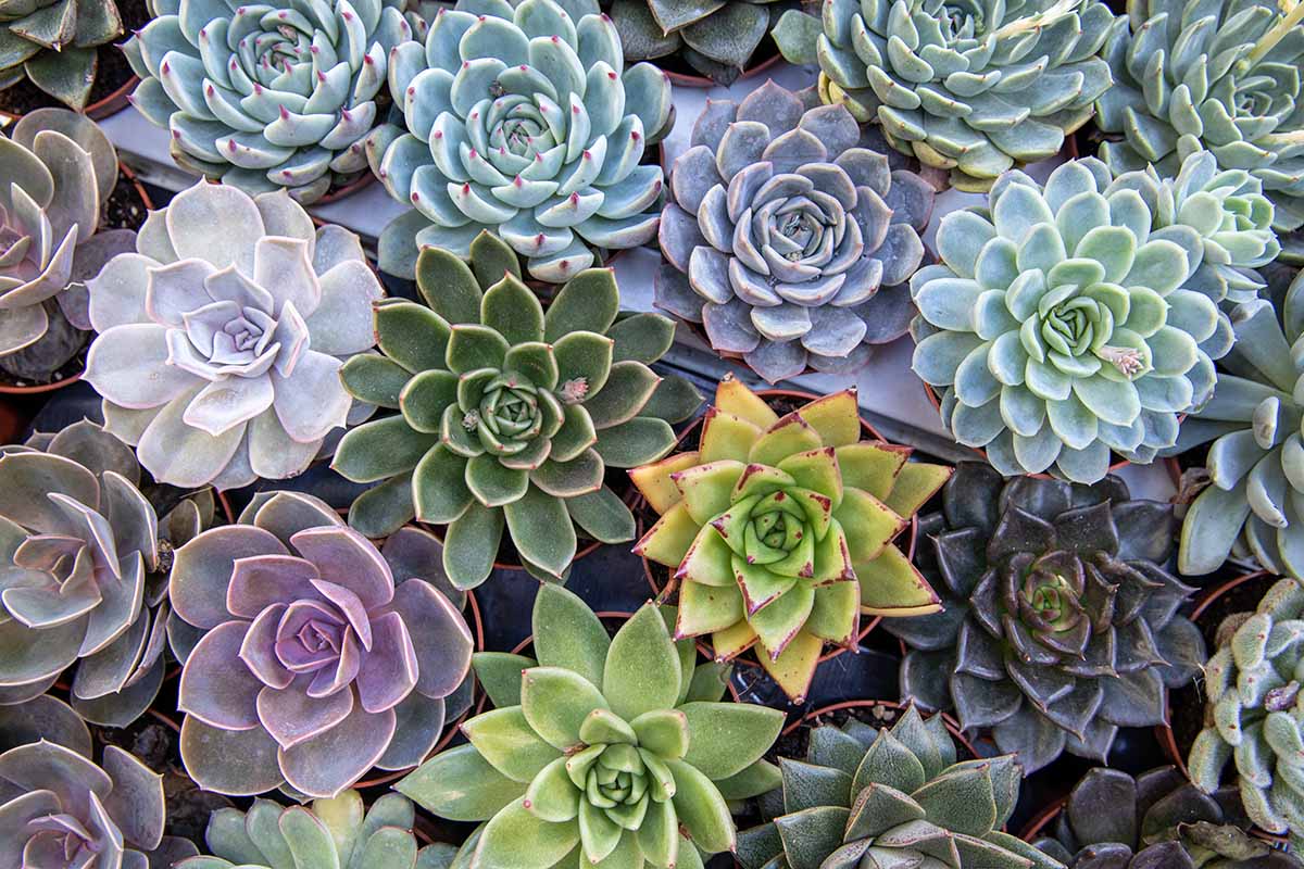 A close up horizontal image of a variety of different types of echeveria succulents growing in small pots.