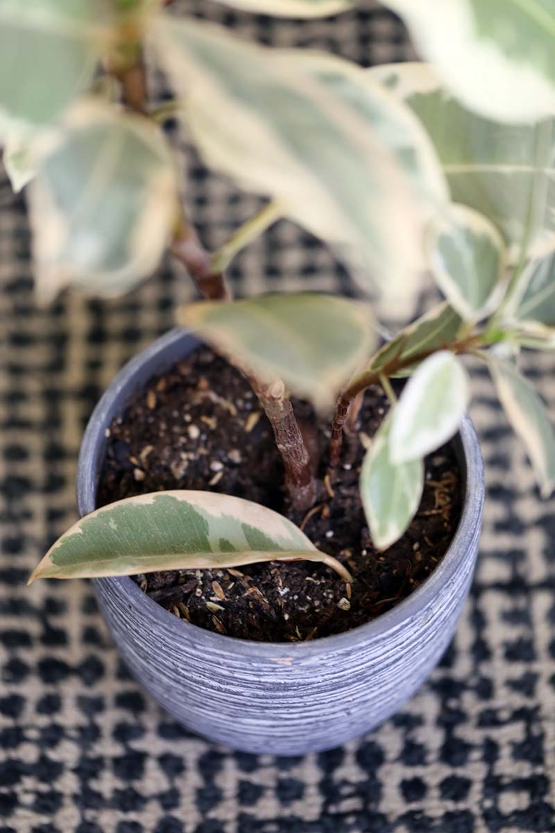 A vertical image of a variegated weeping fig growing in a blue ceramic pot that has started to drop its leaves.