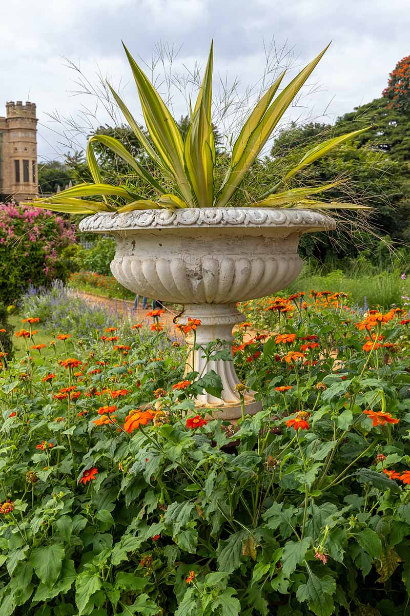 A vertical photo of a gold- and green-leafed yucca plant in a tall stone container at the gardens of Bengaluru Palace in Karnataka, India.
