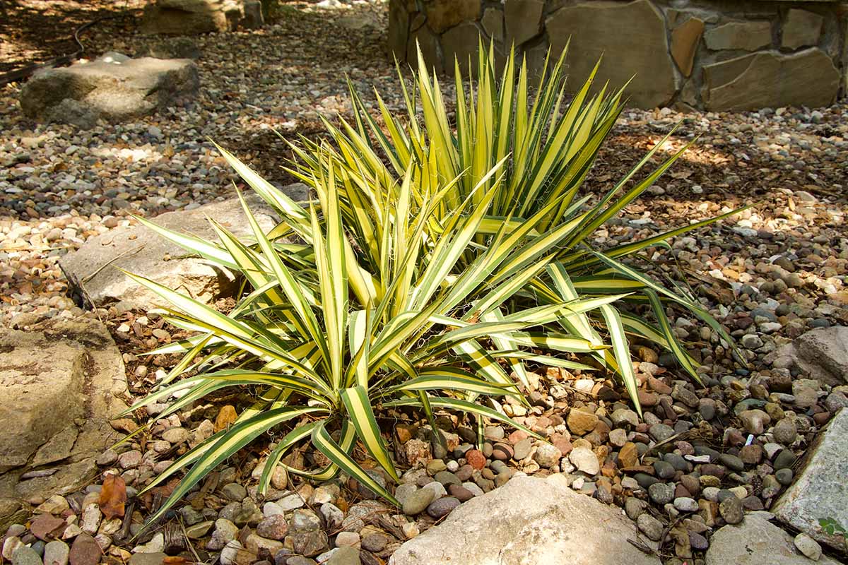 A horizontal shot of variegated Adam's needle in a garden of small rocks, with a large rock border.