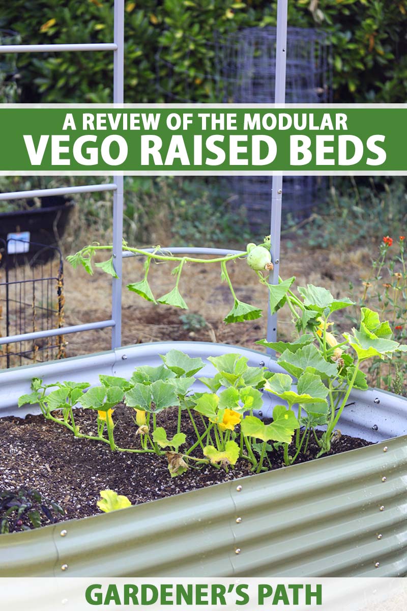 A vertical image of the Vego Garden Modular Metal Raised Bed, with a trellis attached and a small squash plant growing inside it. To the top and bottom of the frame is green and white printed text.
