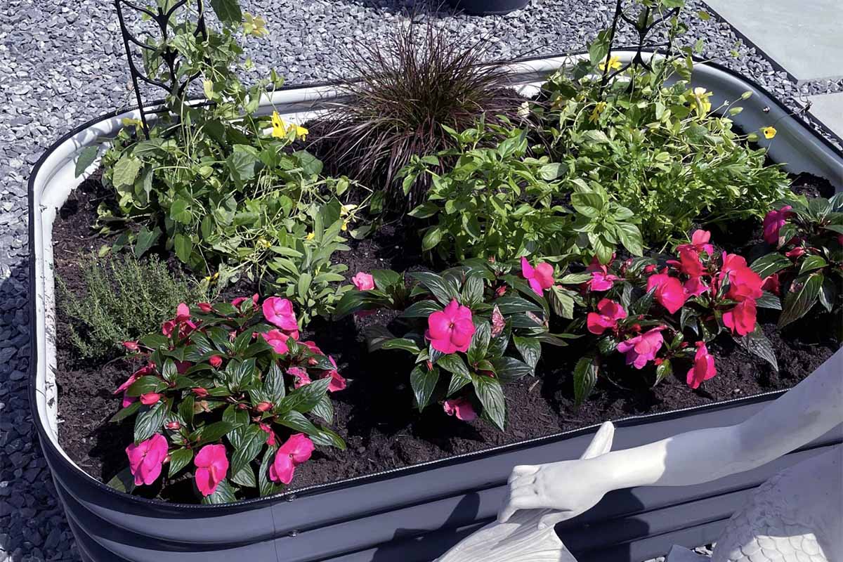 A close up horizontal image of a mixed planting in a Vego Garden modular metal raised bed, pictured in bright sunshine.