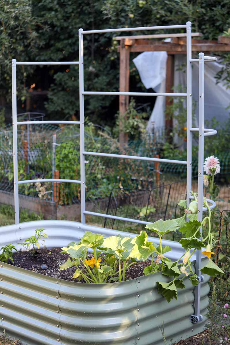 A close up vertical image of a Vego Garden modular raised bed with a trellis attached, growing a variety of different plants.