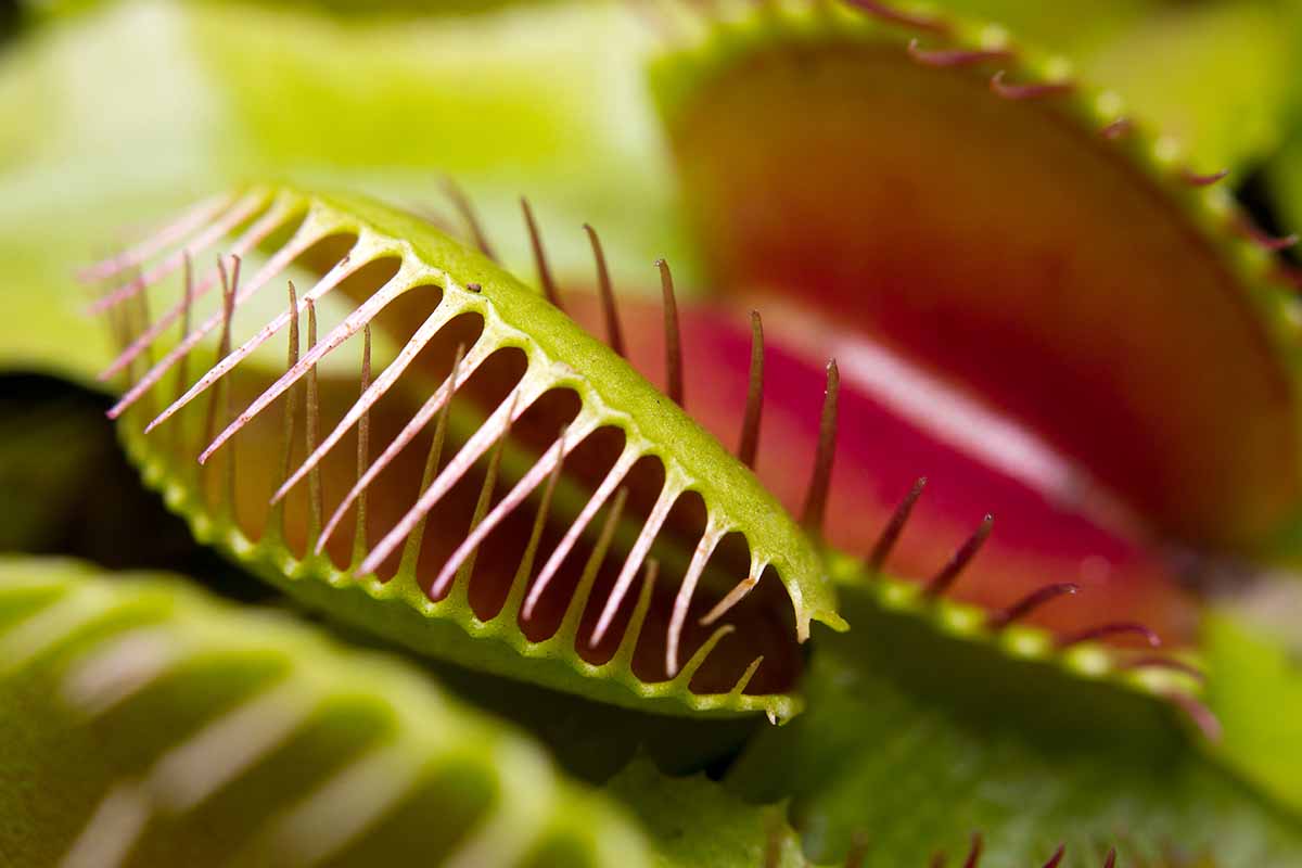 A close up shot of a Venus flytrap trap with an additional trap in the background blurred out.