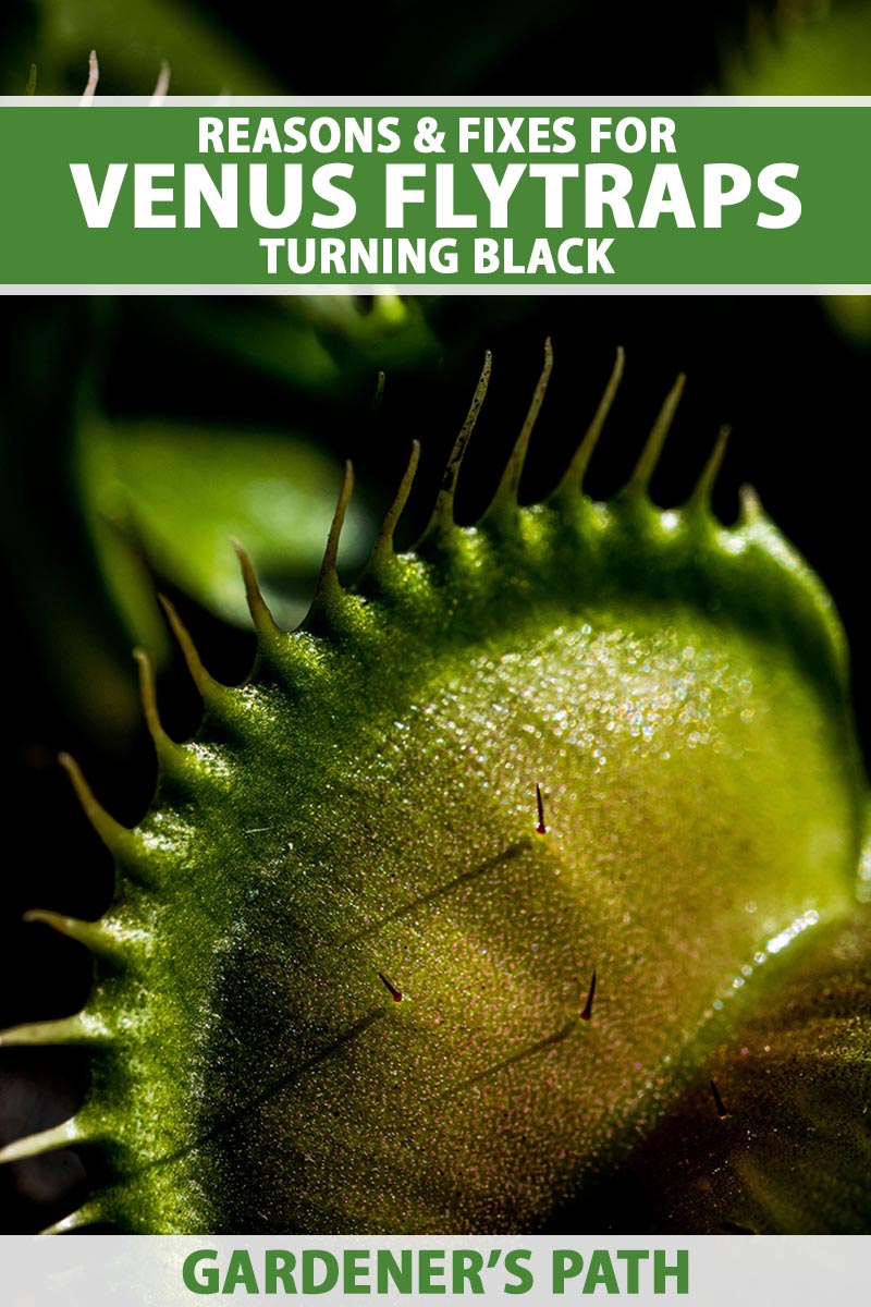A vertical close up of a Venus flytrap trap and green leaf in the background. Green and white text are placed across the center and bottom of the frame.