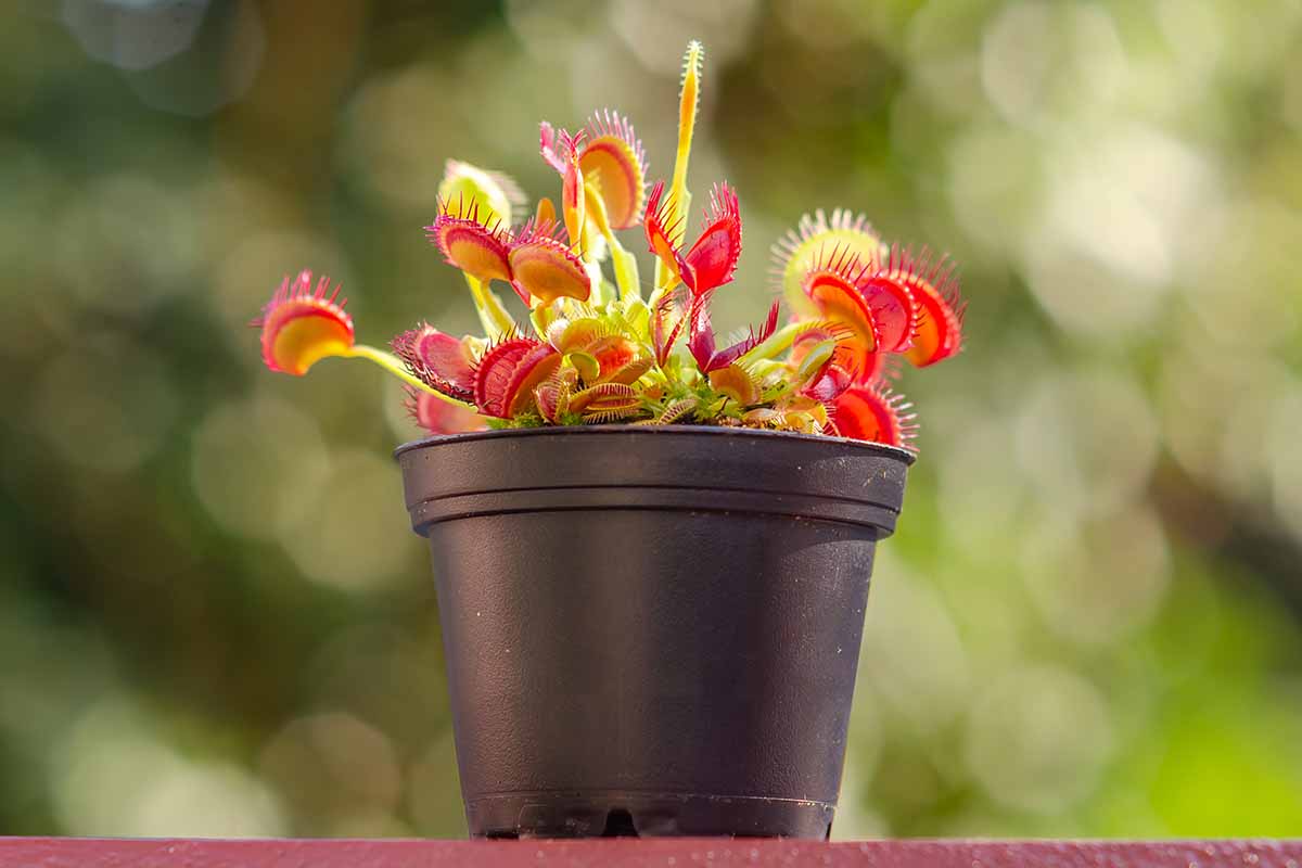A horizontal shot of a Dionaea muscipula in a black nursery pot standing on a balcony against an out of focus background.
