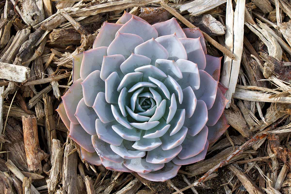 A horizontal image of a single echeveria Violet Queen growing outdoors surrounded by wood mulch.