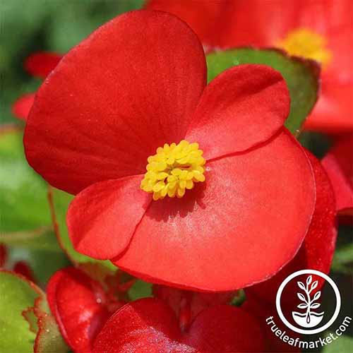 A close up square image of a red 'Vodka' begonia flower pictured in bright sunshine. To the bottom right of the frame is a white circular logo with text.