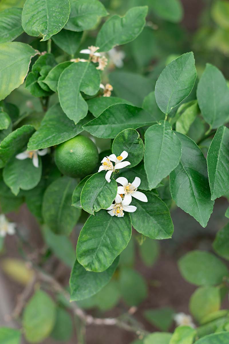 A close up vertical image of the white flowers, foliage, and developing fruits of a lemon tree growing in the garden.