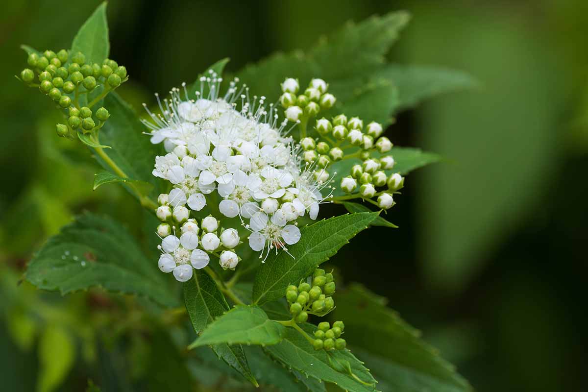 A close up horizontal image of a white Japanese spirea flower pictured on a soft focus background.