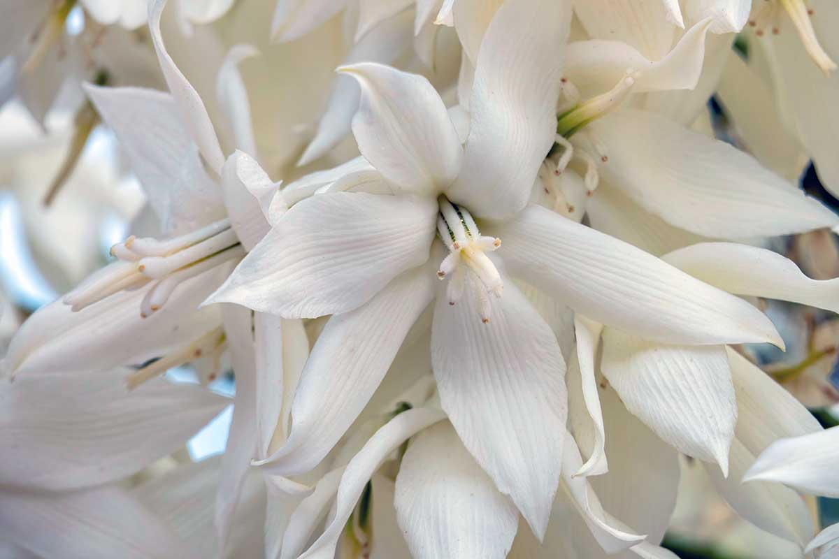 A close up shot of the delicate white flowers of a beaked yucca plant.
