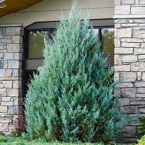 A square photo of a Wichita Blue juniper shrub. The shrub is wide and screening a window in front of a stone slated house.