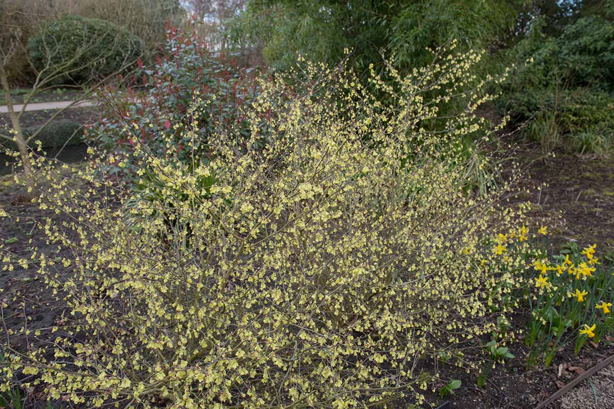 A horizontal picture of Corylopsis pauciflora (winterhazel) in growing in a shady woodland garden in rural Cheshire, England.