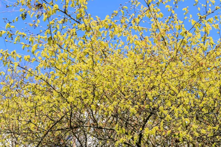 Spring Hazel How to Grow and Care for Winterhazel | Gardener’s Path