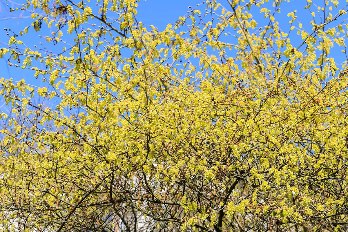 A horizontal shot of a winterhazel's yellow flowers growing from leafless branches without leaves in spring in front of a blurred background.