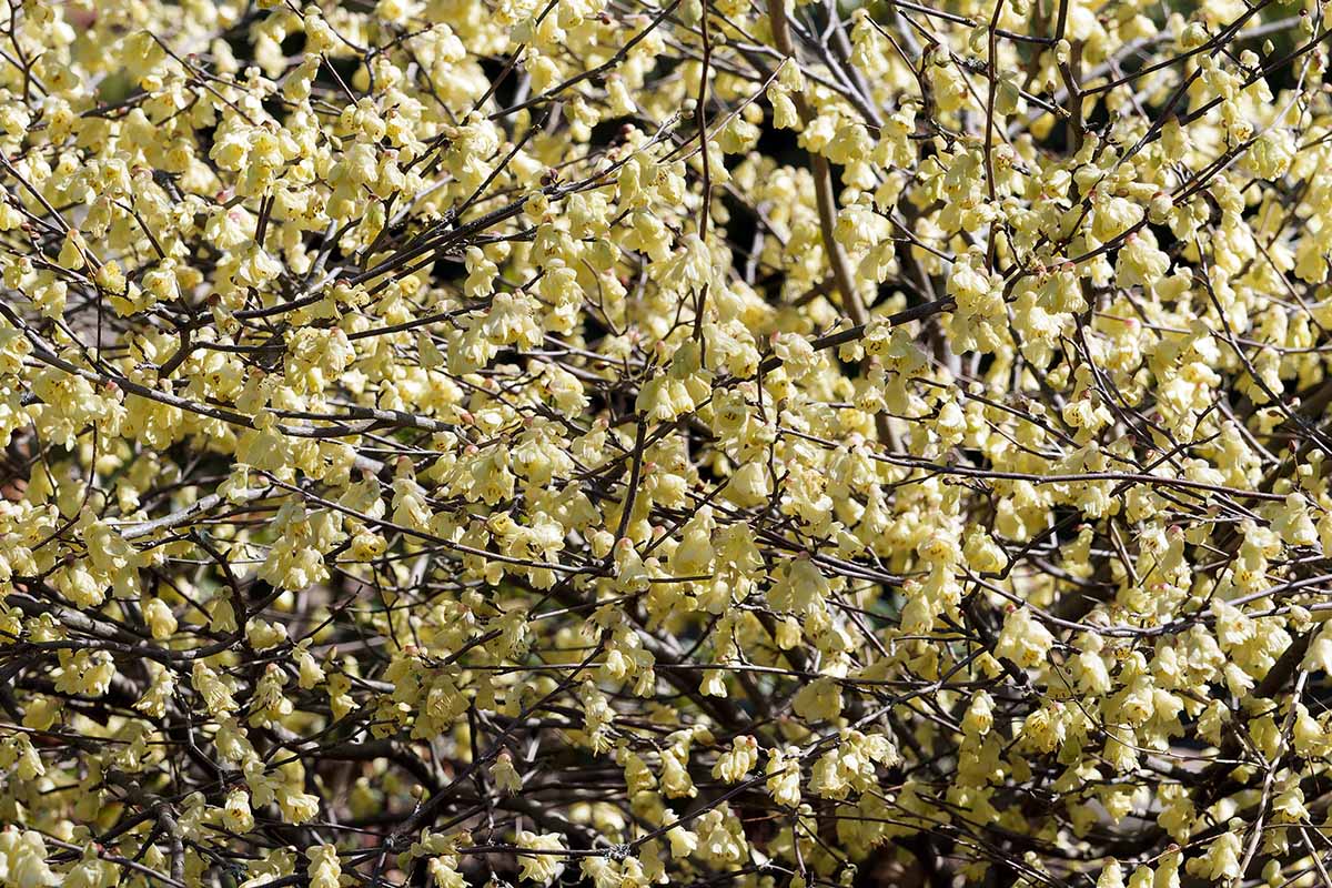 A horizontal image of pale yellow buttercup winterhazel flowers growing in a densely-packed shrub outdoors.