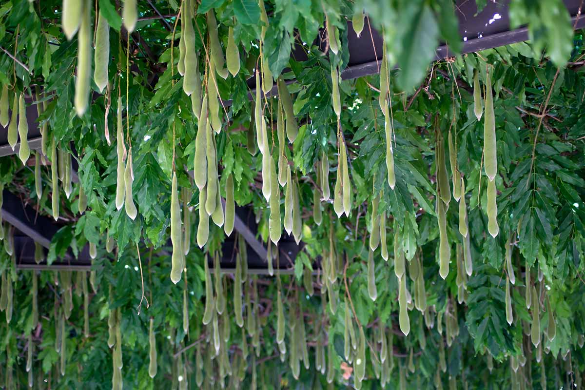 A horizontal image of wisteria seed pods hanging from an arbor.