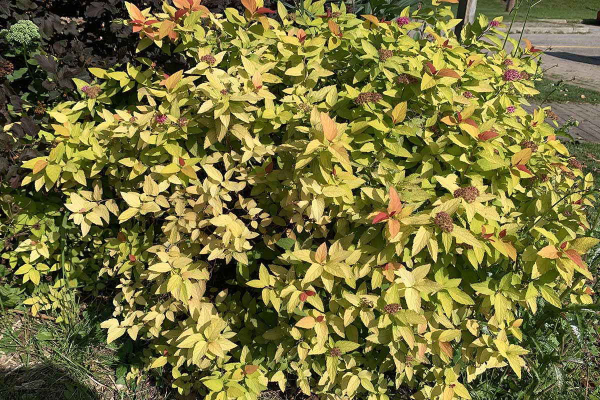 A horizontal image of a Magic Carpet spirea with yellowish gold foliage pictured in bright sunshine.