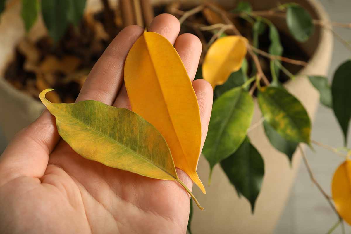 A horizontal close up of a hand holding yellowed ficus leaves that have fallen off a weeping fig plant that is out of focus in the background.
