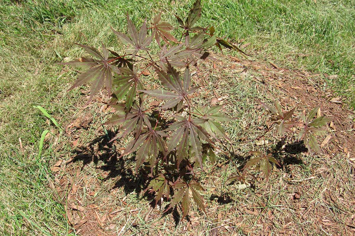A close up horizontal image of a young Japanese maple tree planted in the garden.