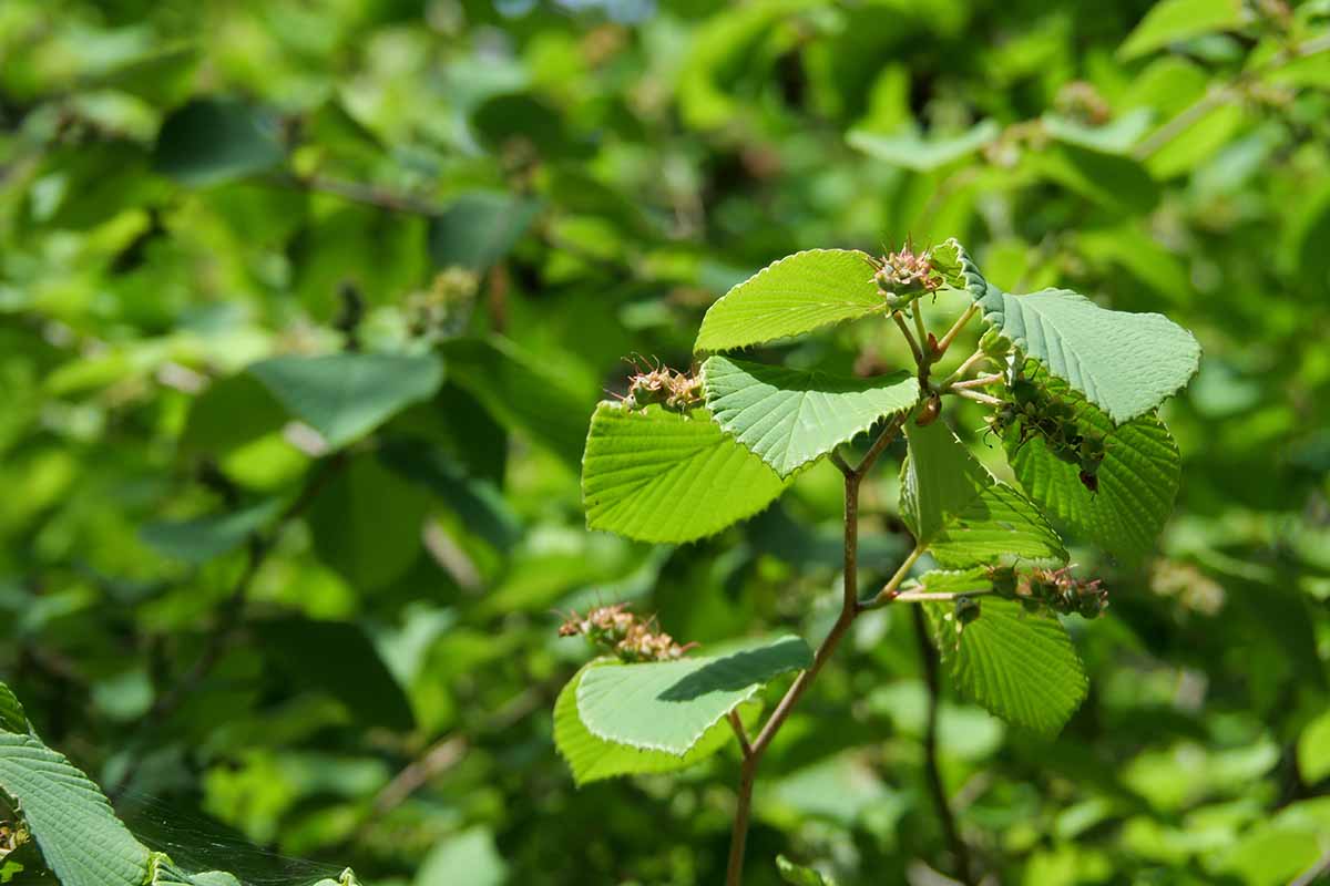 A horizontal picture of young green Corylopsis (winterhazel) leaves in front of a blurry background of identical leaves.